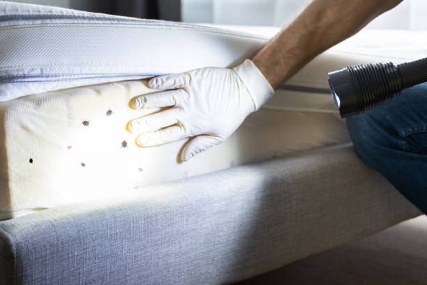 Best Rat Extermination Near Me  in Cherry Creek, CO