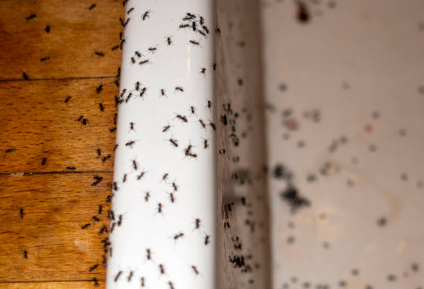 Best Flea Control Services  in Cherry Creek, CO