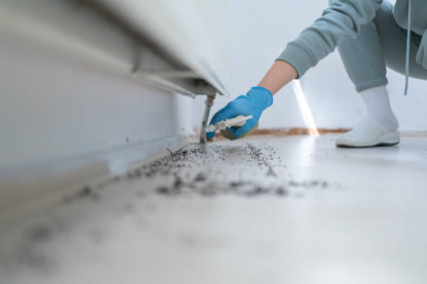Best Termite Control Services  in Cherry Creek, CO